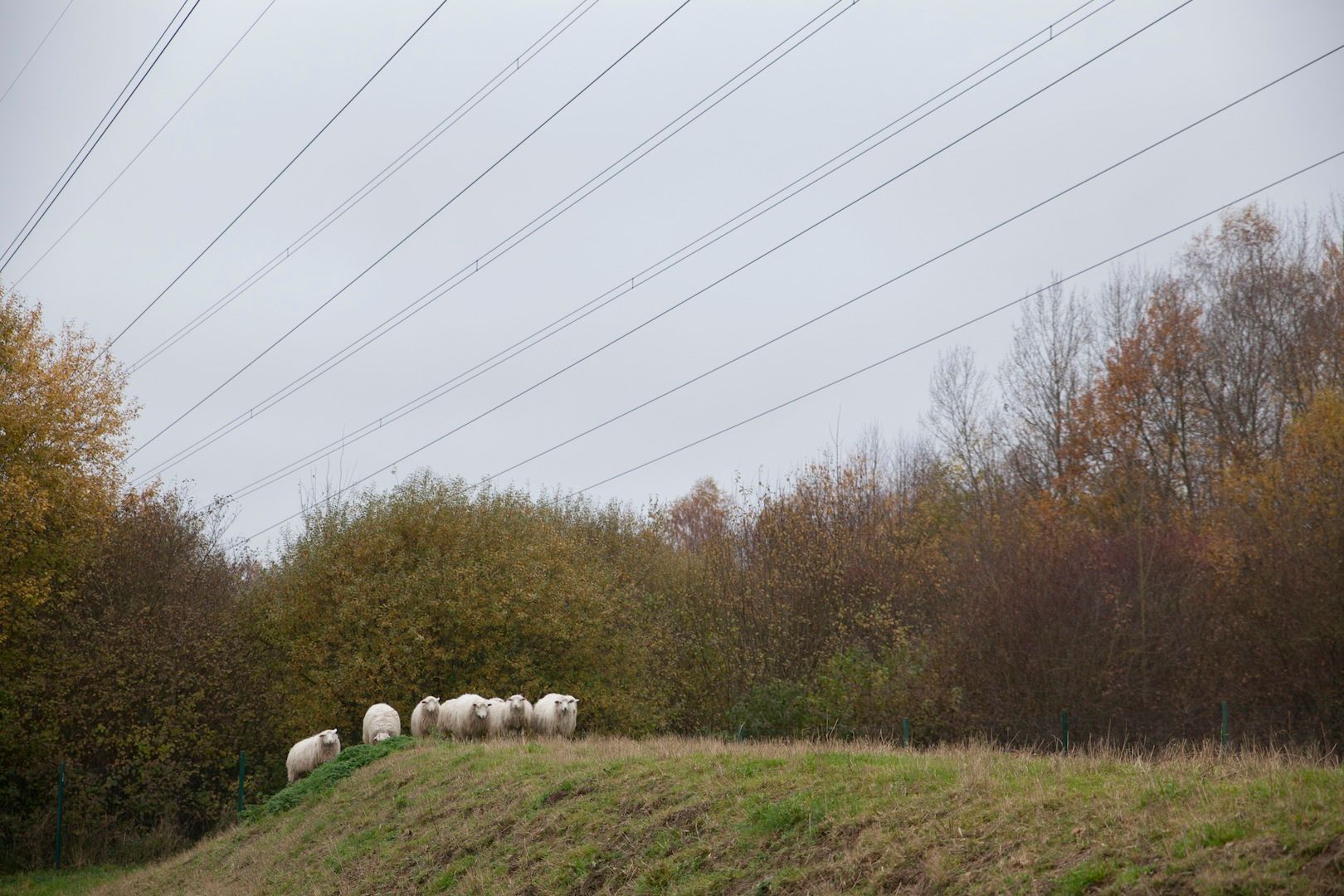 Schafherde weidet auf einer Wiese unter Hochspannungsleitungen im Herbst