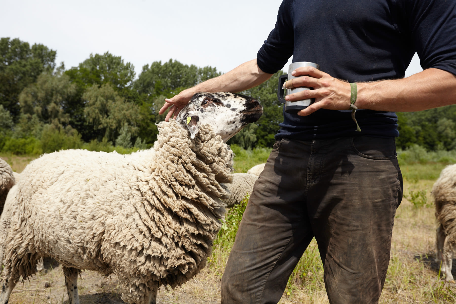 Ein Schäfer streichelt den Kopf eines Schafs auf der Weide