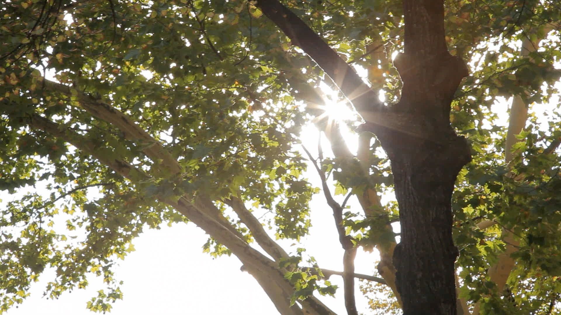 Sonnenlicht bricht durch das Blätterdach eines Baumes