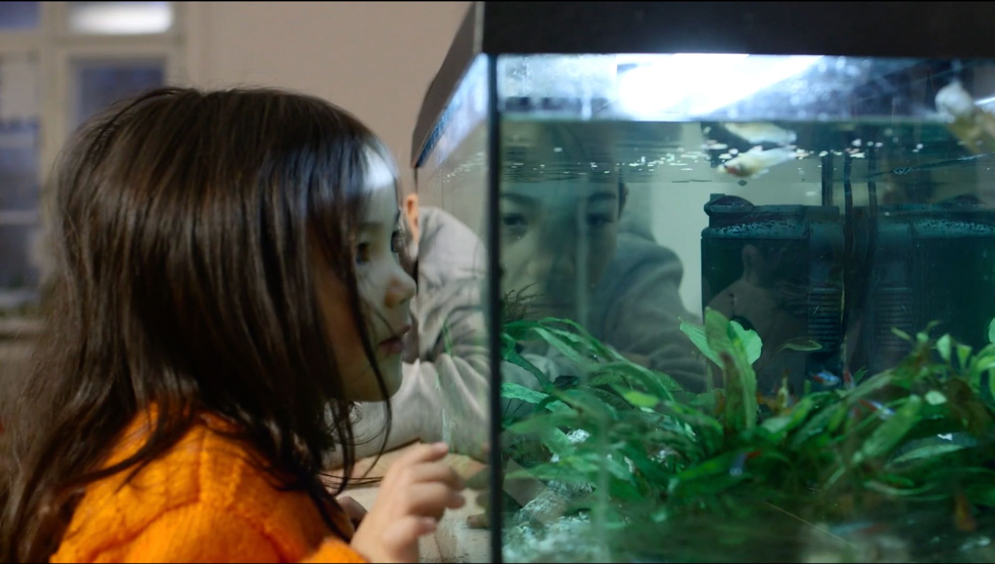 Kind in orangem Pullover blickt in ein Aquarium mit Fischen und Wasserpflanzen