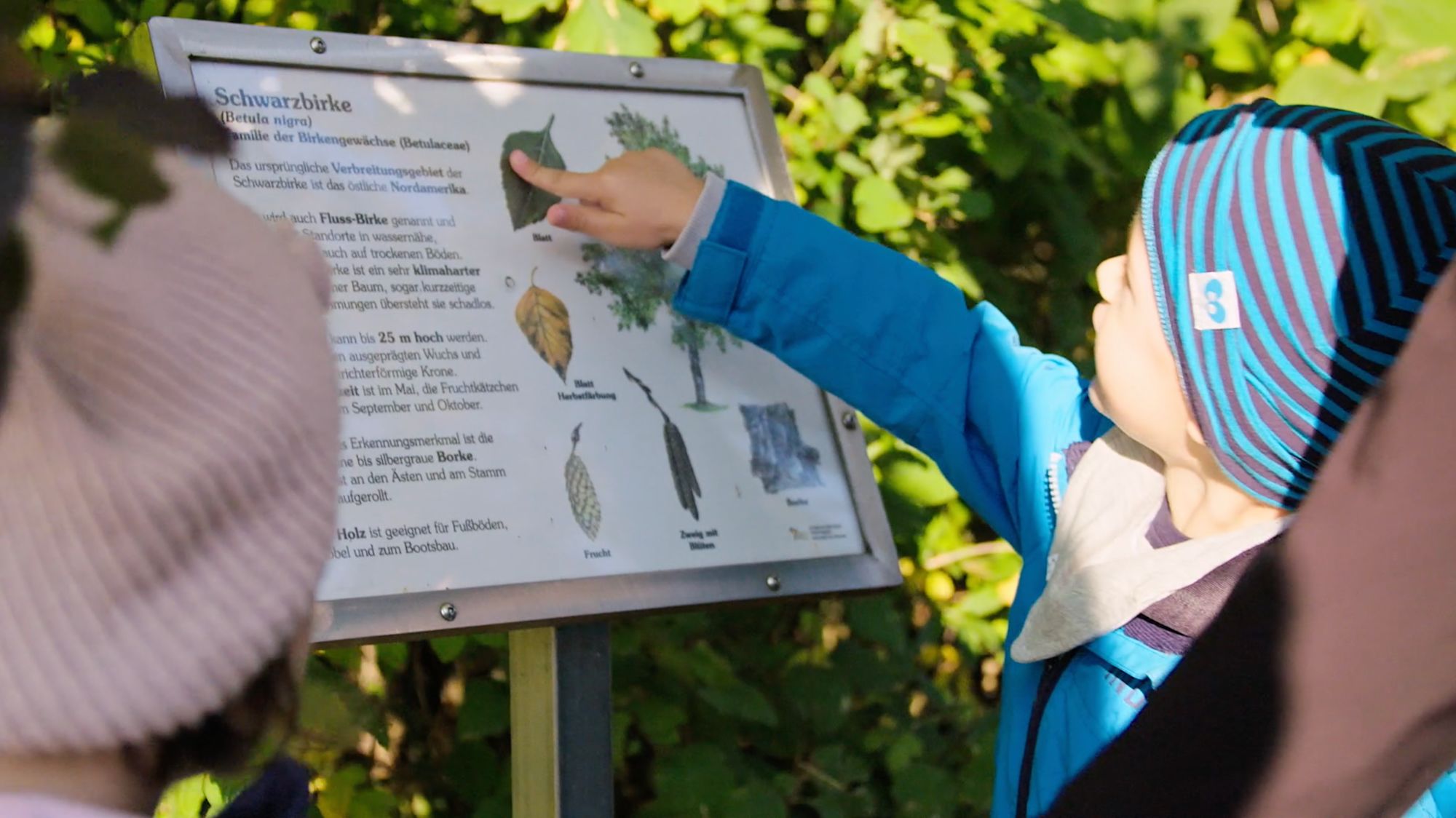 Kind zeigt auf eine Infotafel mit der Aufschrift „Schwarzbirke“ im Wald