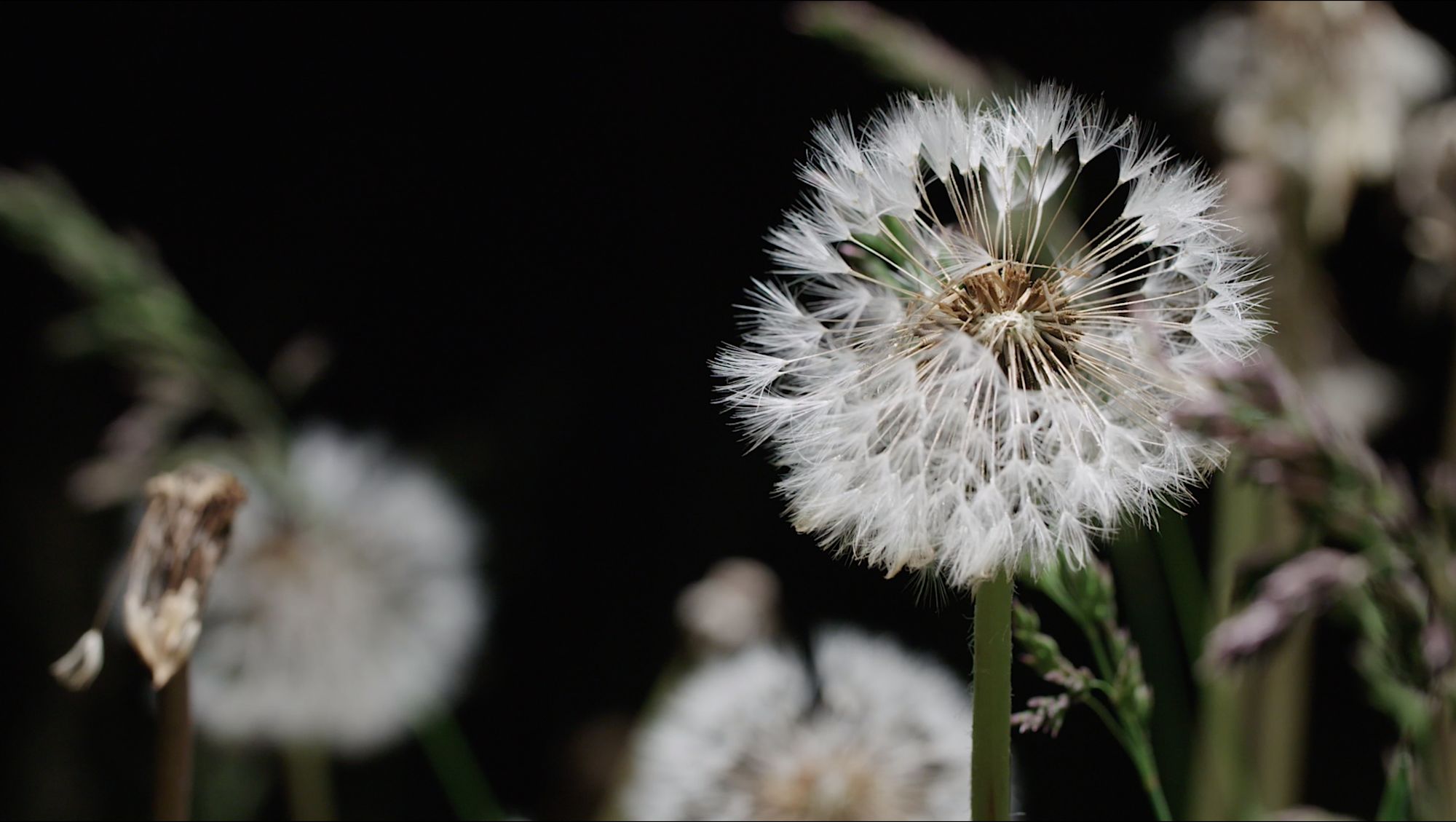 Nahaufnahme einer Pusteblume, im Hintergrund weitere verblühte Löwenzahnblüten