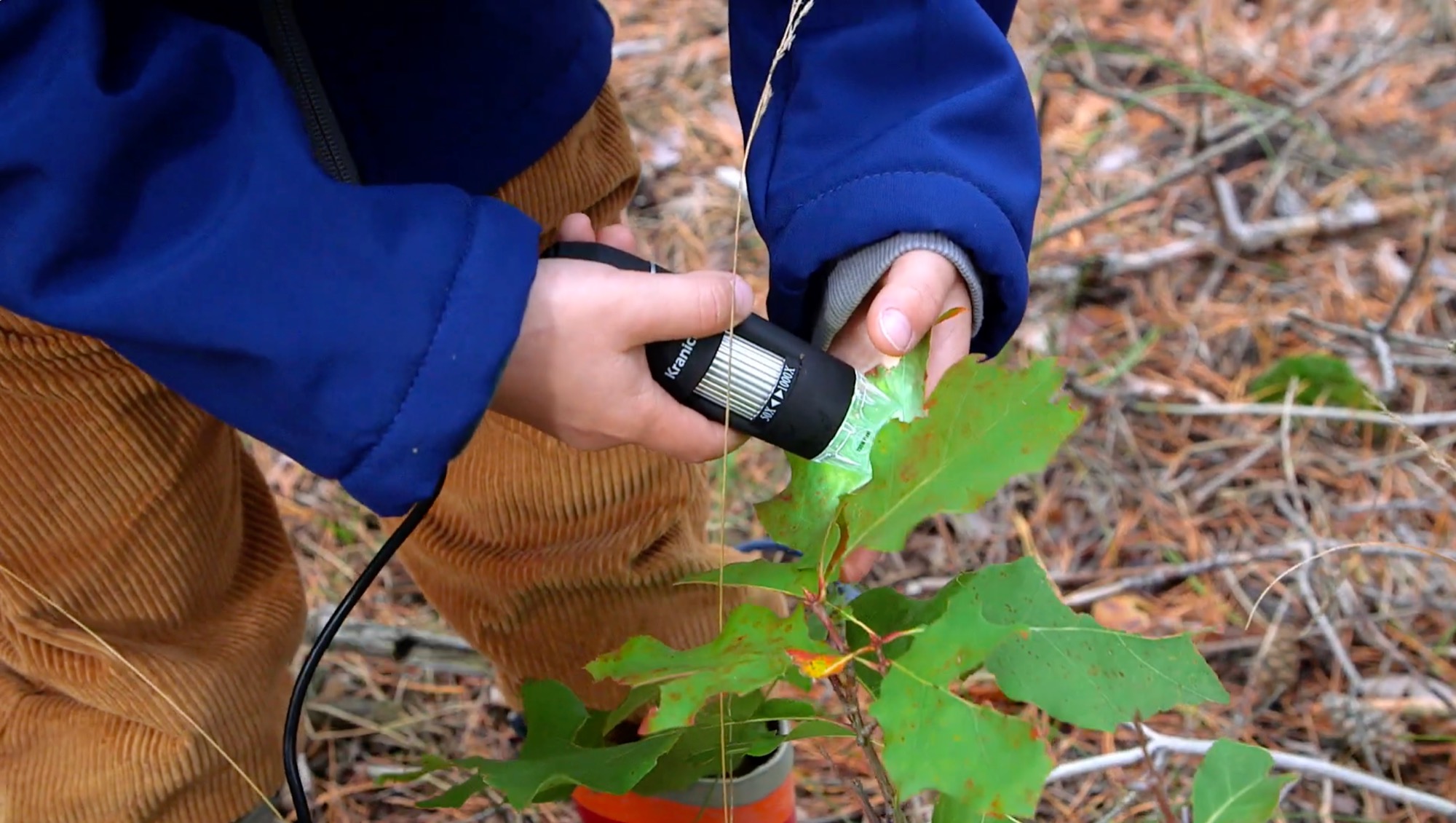 Kind untersucht ein Blatt im Wald mit einem digitalen USB-Mikroskop