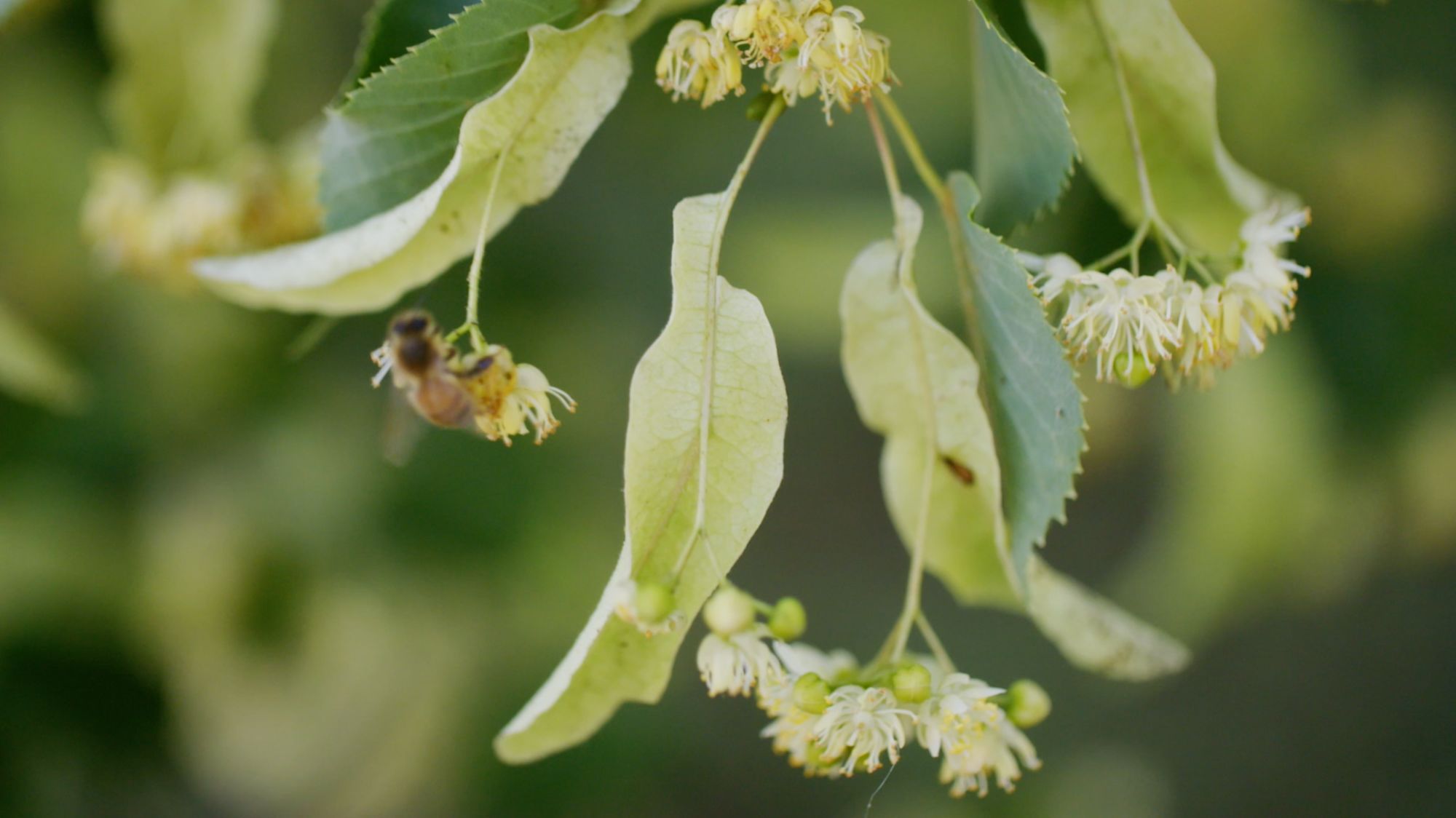 Nahaufnahme von Lindenblüten, an denen eine Biene Nektar sammelt