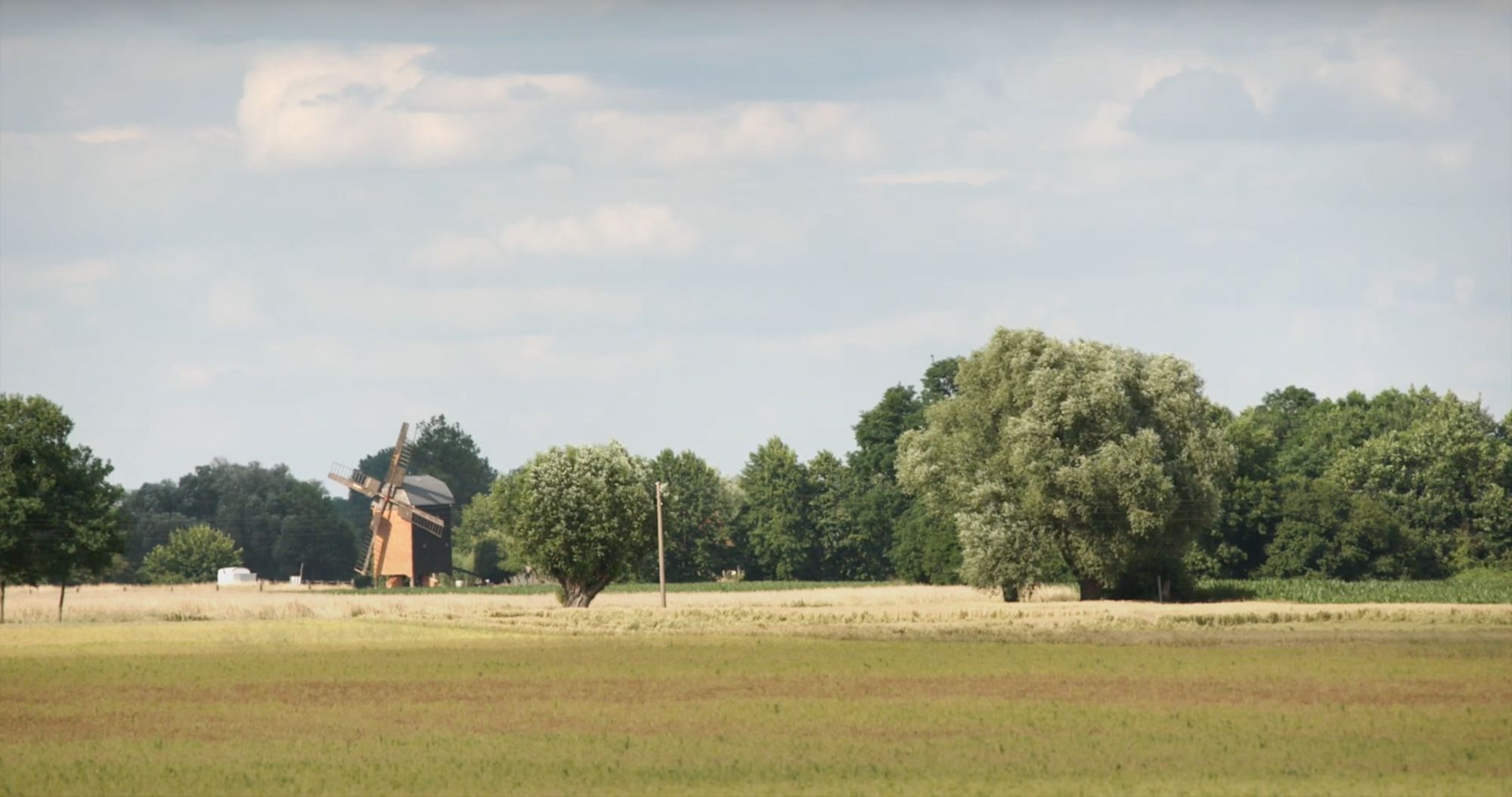 Bockwindmühle inmitten von Bäumen am Rand eines Getreidefelds